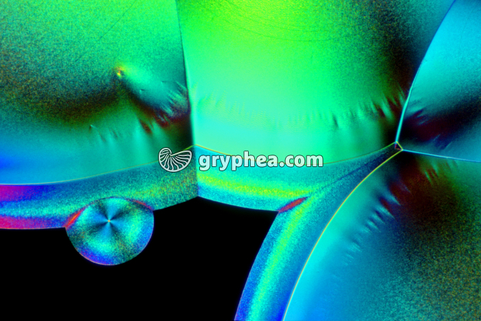 Vitamine C LPA x25 - gryphea.org